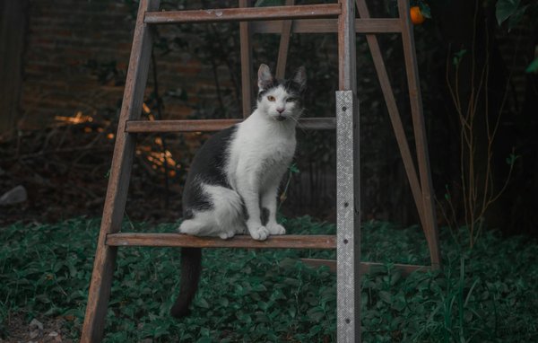 Montre connectée et perte de poids : un allié au poignet pour atteindre ses objectifs